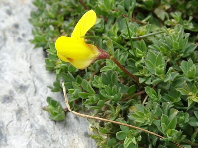 Lotus alpinus, photographed by Thomas Koffel