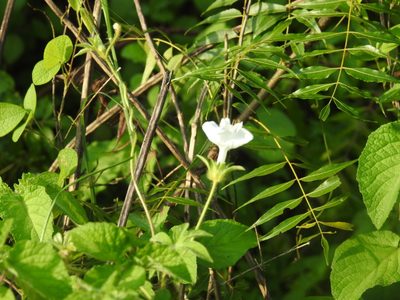 Ipomoea pes-tigridis, photographed by Raja bandi