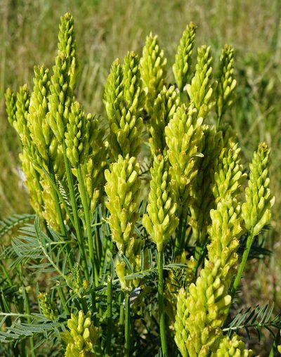 Astragalus asper, photographed by Patrick Hacker