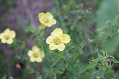 Aureolaria grandiflora, photographed by Jacob Friend