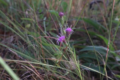 Liatris cylindracea, photographed by Jacob Friend