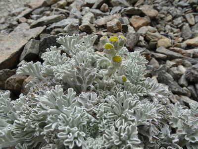Jacobaea leucophylla, photographed by Thomas Koffel