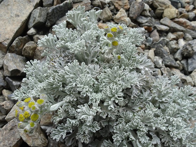 Jacobaea leucophylla, photographed by Thomas Koffel