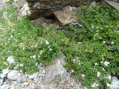 Galium cometerhizon, photographed by Thomas Koffel