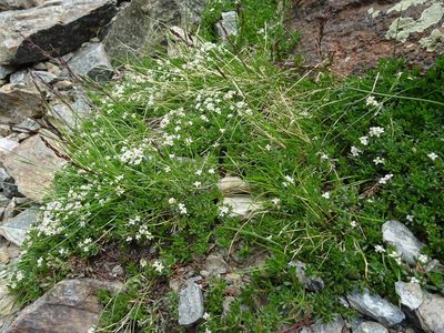 Galium cometerhizon, photographed by Thomas Koffel