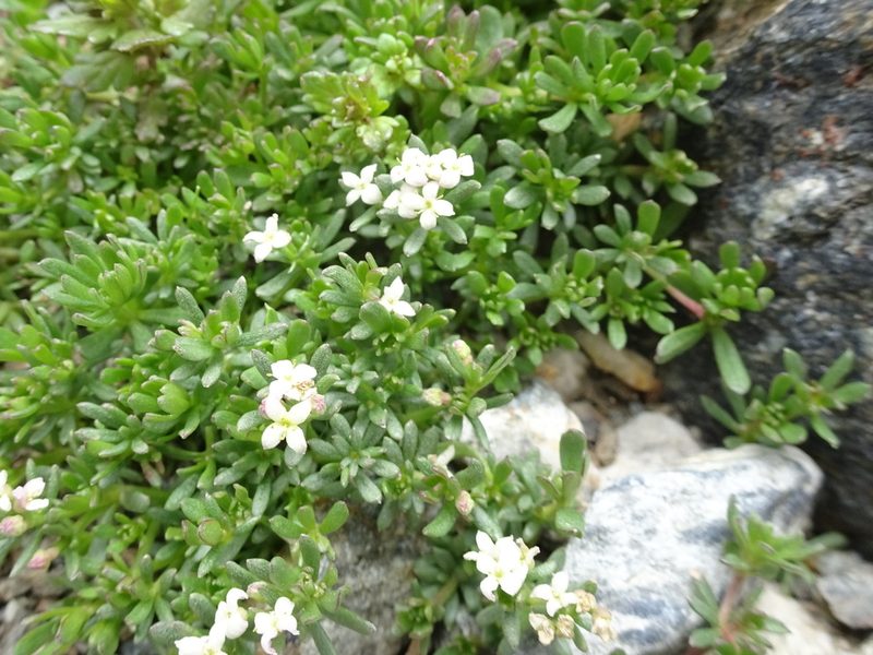 Galium cometerhizon, photographed by Thomas Koffel
