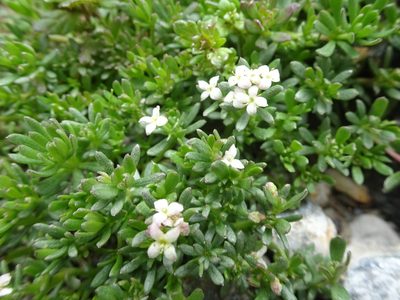 Galium cometerhizon, photographed by Thomas Koffel