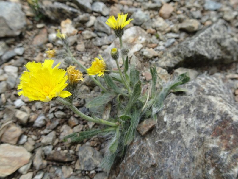 Pilosella breviscapa, photographed by Thomas Koffel