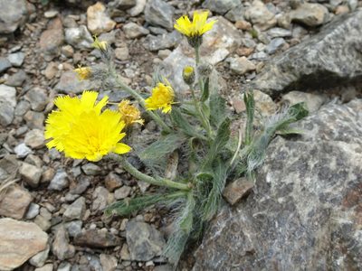 Pilosella breviscapa, photographed by Thomas Koffel
