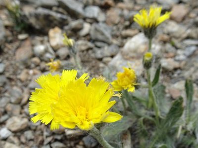 Pilosella breviscapa, photographed by Thomas Koffel