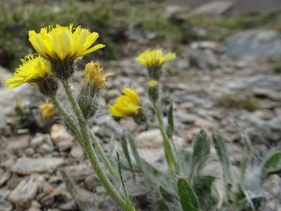 Pilosella breviscapa, photographed by Thomas Koffel