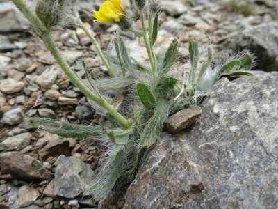 Pilosella breviscapa, photographed by Thomas Koffel