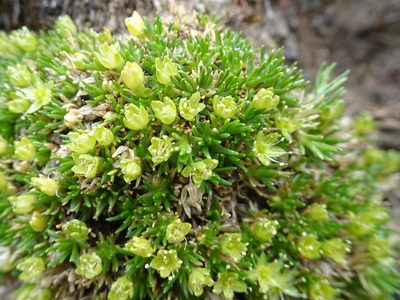 Cherleria sedoides, photographed by Thomas Koffel