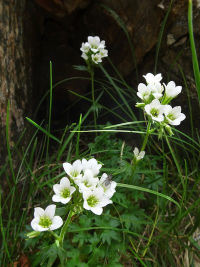 Saxifraga geranioides, photographed by Thomas Koffel