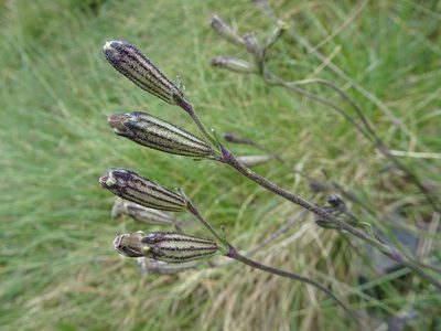 Silene ciliata, photographed by Thomas Koffel