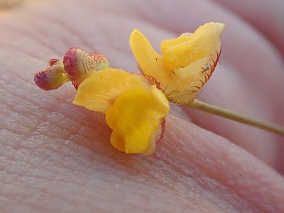 Utricularia simulans, photographed by Tsssss