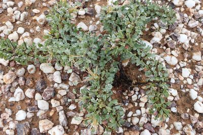 Sarcocaulon spinosum, photographed by Peter Warren