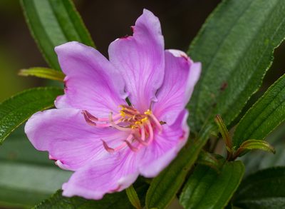 Melastoma sanguineum, photographed by portioid