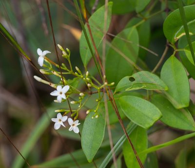Jasminum lanceolarium, photographed by portioid