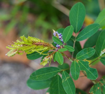 Grona heterocarpos, photographed by portioid