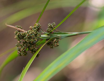 Hypolytrum nemorum, photographed by portioid