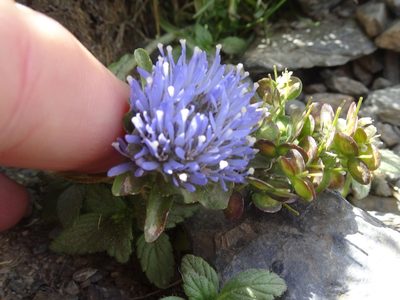 Jasione crispa, photographed by Thomas Koffel