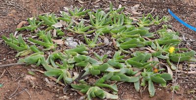 Glottiphyllum longum, photographed by Dave Brown