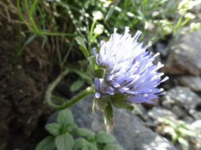 Jasione crispa, photographed by Thomas Koffel