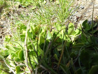 Gentiana alpina, photographed by Thomas Koffel