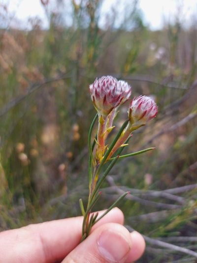 Serruria linearis, photographed by Jacques van der Merwe