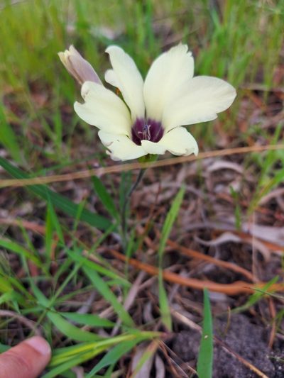Babiana pygmaea, photographed by Jacques van der Merwe