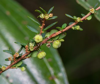 Phyllanthus cochinchinensis, photographed by portioid