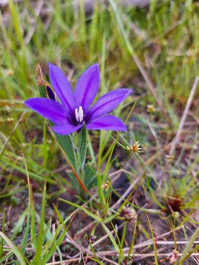 Babiana leipoldtii, photographed by Jacques van der Merwe