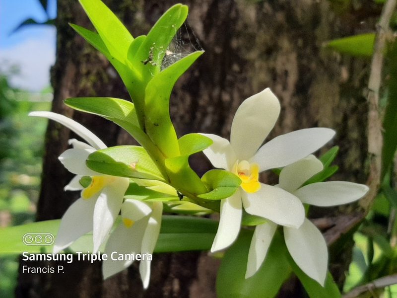 Maxillaria lutescens, photographed by Francis Pérez
