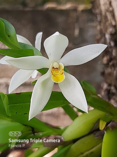 Maxillaria lutescens, photographed by Francis Pérez