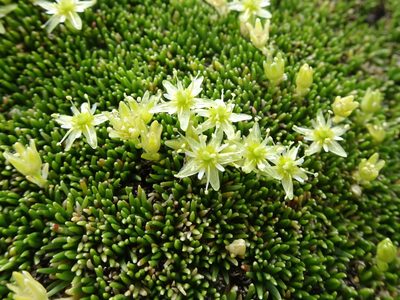 Cherleria sedoides, photographed by Thomas Koffel