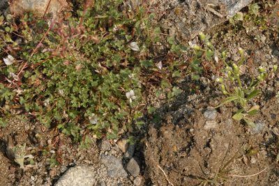 Trifolium monanthum, photographed by desertnaturalist