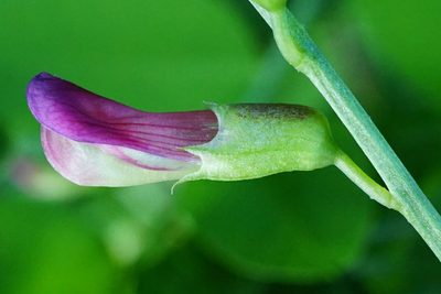 Vicia dumetorum, photographed by Patrick Hacker