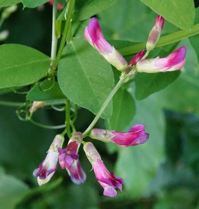 Vicia dumetorum, photographed by Patrick Hacker