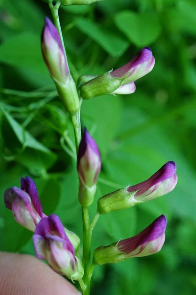 Vicia dumetorum, photographed by Patrick Hacker