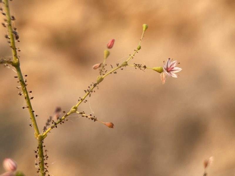 Eriogonum glandulosum, photographed by Matt Berger