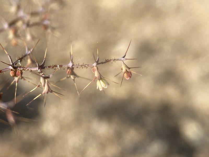 Oxytheca watsonii, photographed by Matt Berger