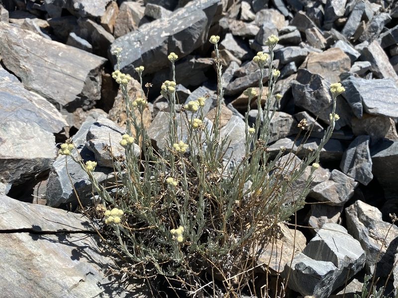 Artemisia albicans, photographed by Matt Berger