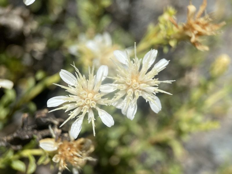 Ericameria gilmanii, photographed by Matt Berger