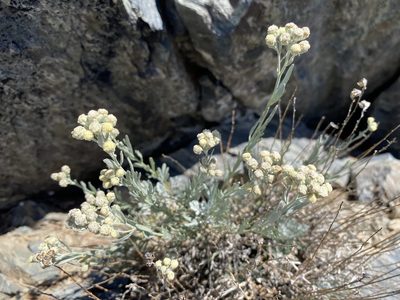 Artemisia albicans, photographed by Matt Berger