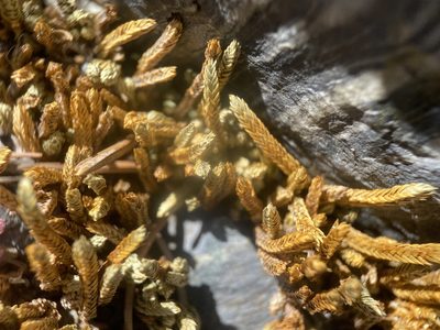 Selaginella watsonii, photographed by Matt Berger