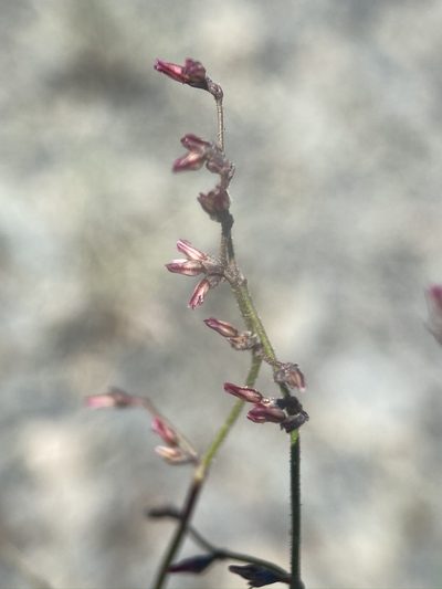 Eriogonum eremicola, photographed by Matt Berger