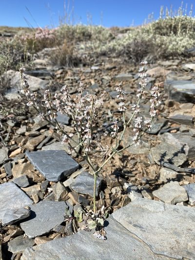 Eriogonum panamintense, photographed by Matt Berger