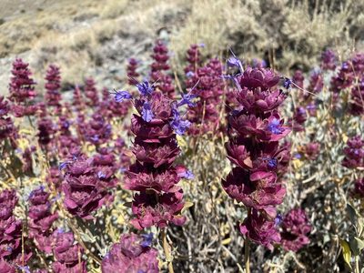 Salvia pachyphylla, photographed by Matt Berger