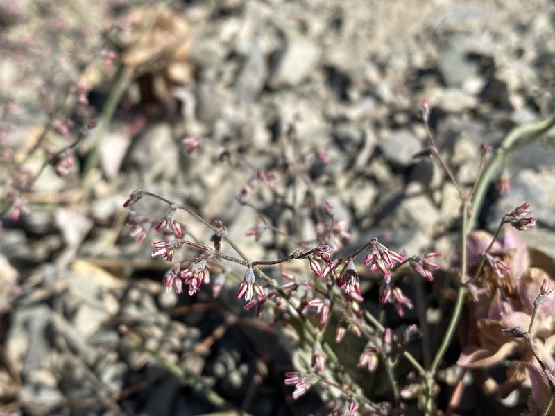 Eriogonum eremicola, photographed by Matt Berger